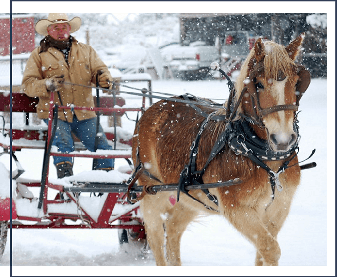 horse in the snow