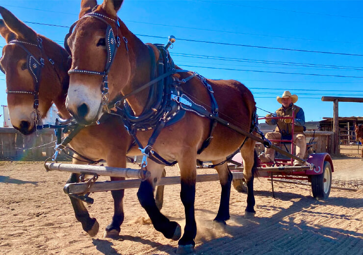 two horses pulling one man in a hat