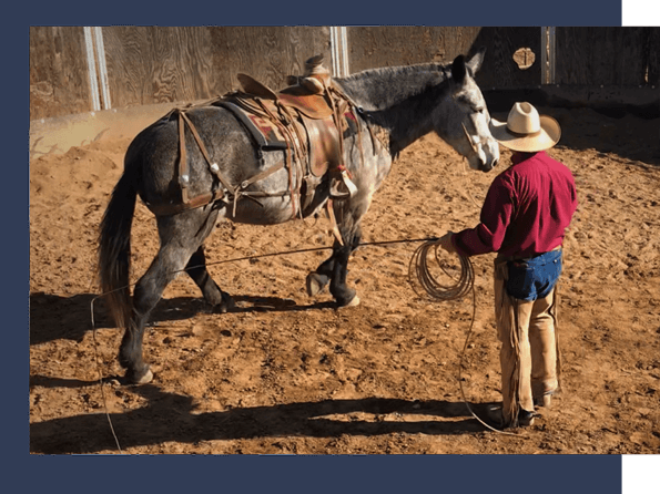 ground work with horse