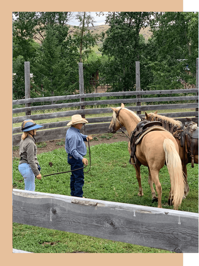 remote horse and mule training