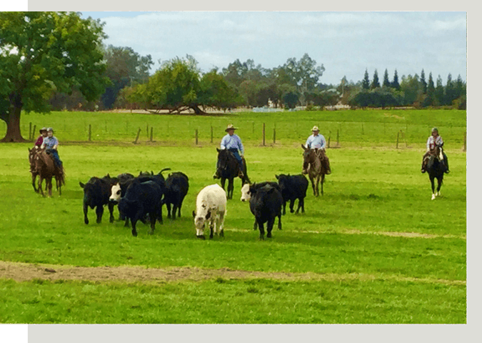 Horses in open field