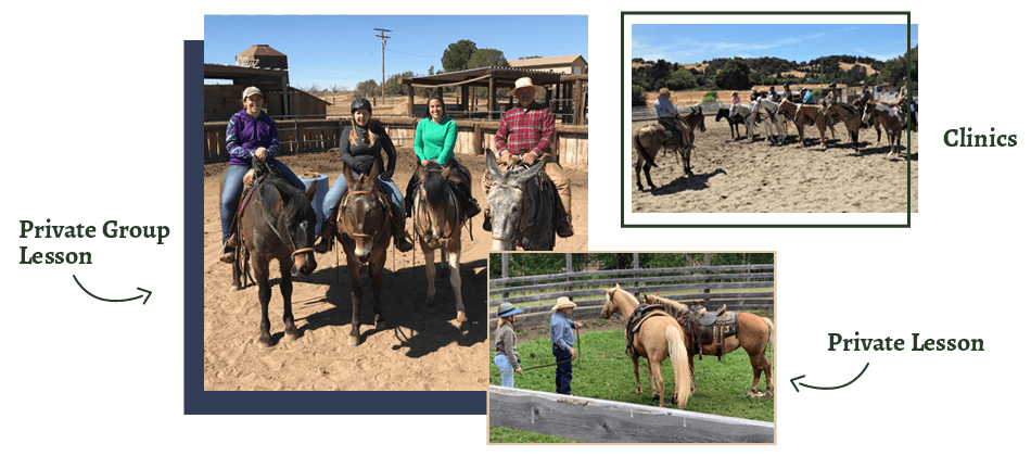 horse training services