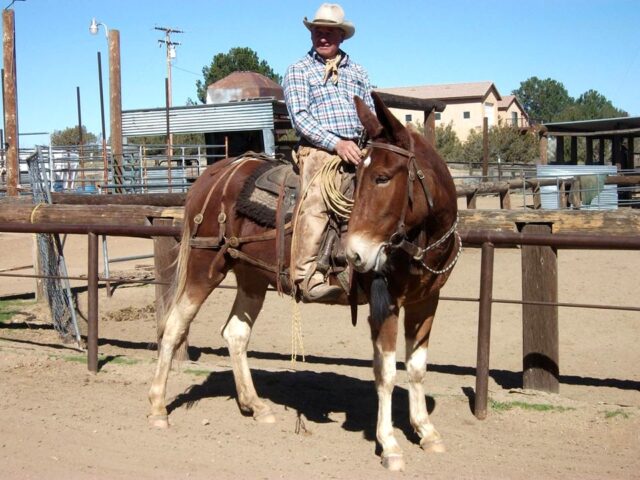 Jerry Tindell's Horse and Mule School