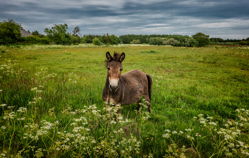 Mule in field