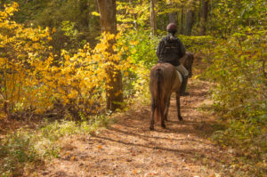 horse and rider on trail