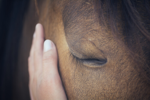 horse with gentle hand