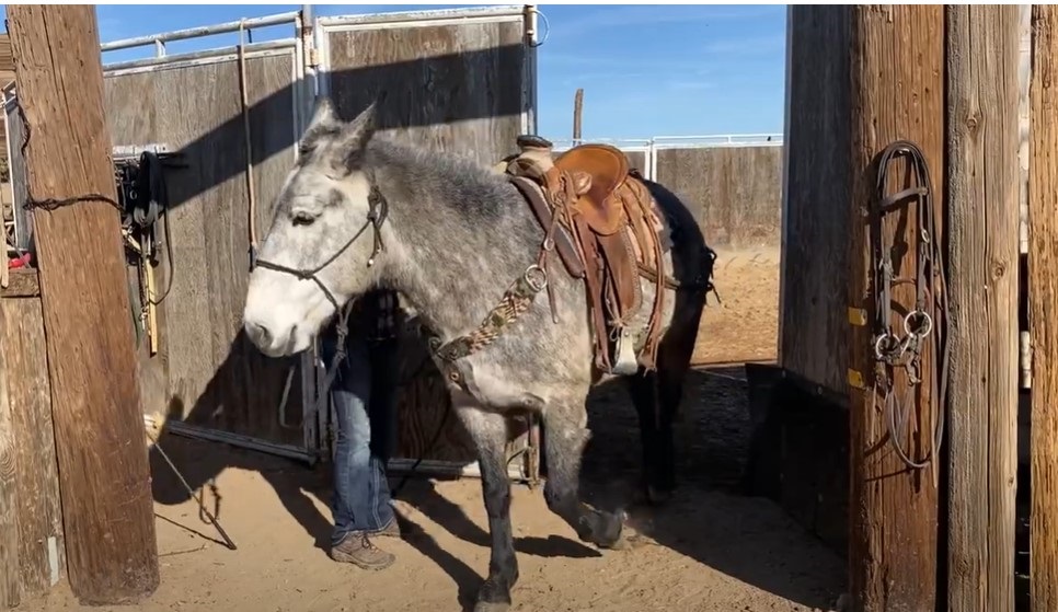Trailer Loading exercise for horses and mules